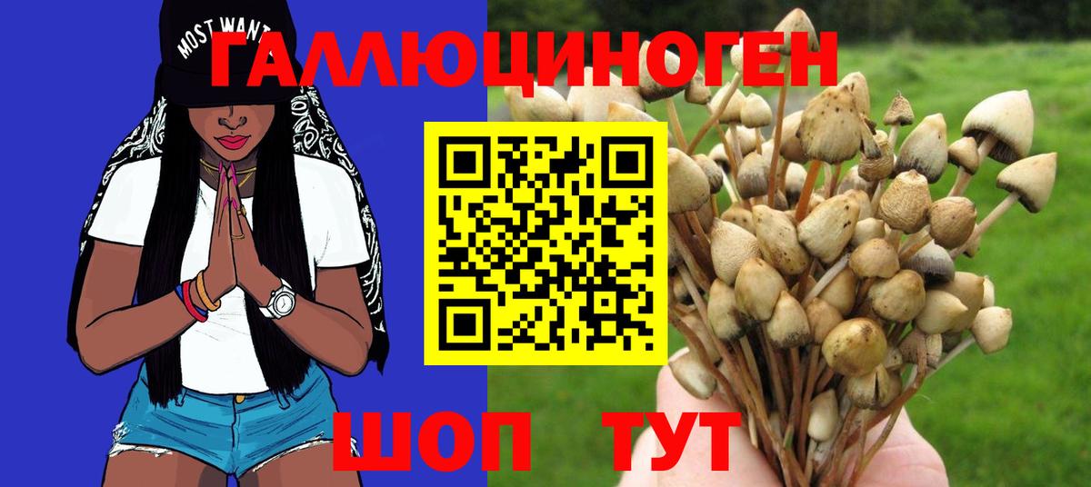Галлюциногенные грибы Cubensis Пугачёв